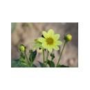 Георгин TOP MIX YELLOW, горшок С1, 30-50 см