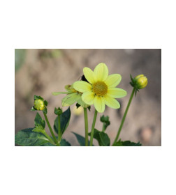 Георгин TOP MIX YELLOW, горшок С1, 30-50 см