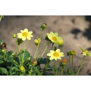 Георгин TOP MIX YELLOW, горшок С1, 30-50 см