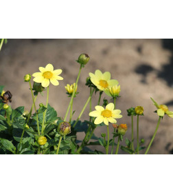 Георгин TOP MIX YELLOW, горшок С1, 30-50 см