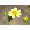 Георгин TOP MIX YELLOW, горшок С1, 30-50 см