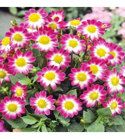 Георгин Sweetheart, горшок С1, 40-60 см