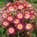 Георгин Sweetheart, горшок С1, 40-60 см