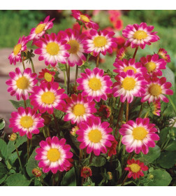 Георгин Sweetheart, горшок С1, 40-60 см