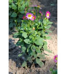 Георгин Sweetheart, горшок С1, 40-60 см