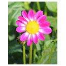 Георгин Sweetheart, горшок С1, 40-60 см