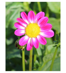 Георгин Sweetheart, горшок С1, 40-60 см