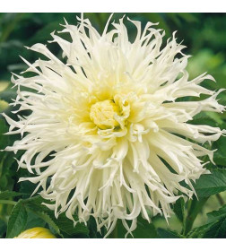 Георгин Ice Crystal p9, 10-15 см