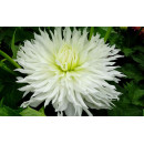 Георгин Ice Crystal p9, 10-15 см