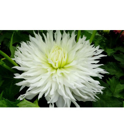 Георгин Ice Crystal p9, 10-15 см