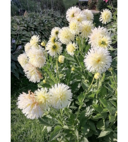 Георгин Ice Crystal p9, 10-15 см