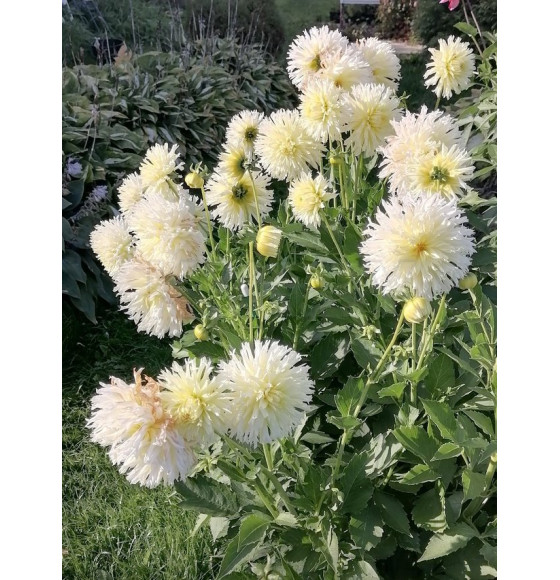 Георгин Ice Crystal p9, 10-15 см