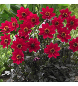 Георгин Happy Days Red Flame, горшок С1, 20-30 см