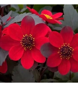 Георгин Happy Days Red Flame, горшок С1, 20-30 см