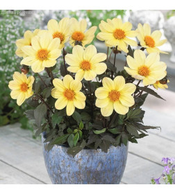 Георгин Happy Days Lemon, горшок С1, 15-20 см