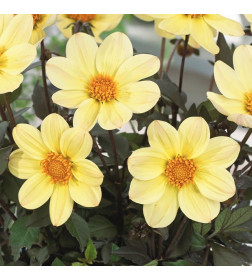 Георгин Happy Days Lemon, горшок С1, 15-20 см