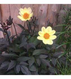 Георгин Happy Days Lemon, горшок С1, 15-20 см