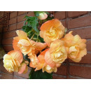 Бегония SPLENDIDE APRICOT, горшок С1, 30-40 см