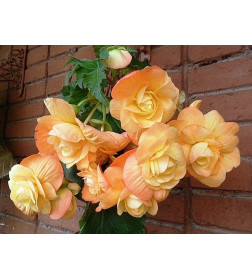 Бегония SPLENDIDE APRICOT, горшок С1, 30-40 см