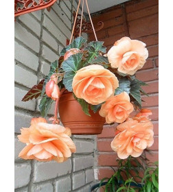 Бегония SPLENDIDE APRICOT, горшок С1, 30-40 см