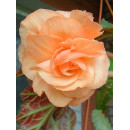 Бегония SPLENDIDE APRICOT, горшок С1, 30-40 см