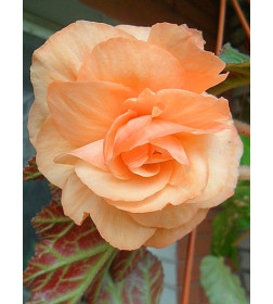 Бегония SPLENDIDE APRICOT, горшок С1, 30-40 см