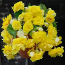 Бегония PENDULA YELLOW, горшок С1, 30-50 см