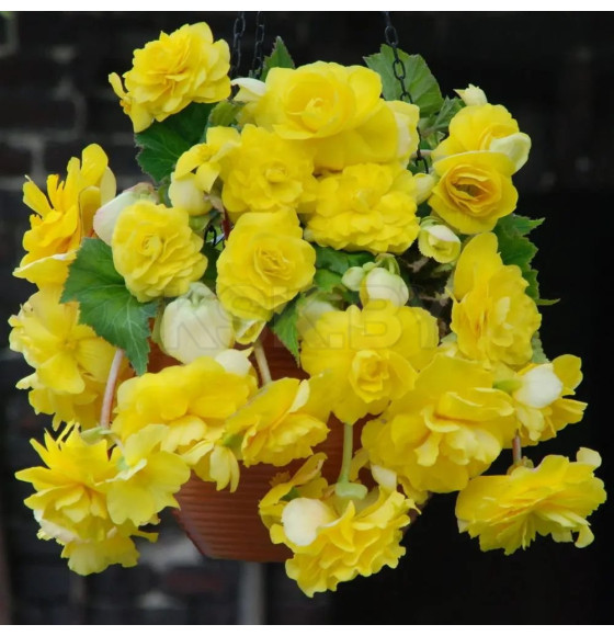 Бегония PENDULA YELLOW, горшок С1, 30-50 см