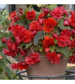 Бегония Double Red, горшок С1, 20-30 см