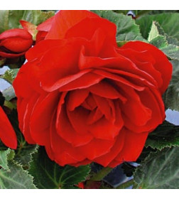 Бегония Double Red, горшок С1, 20-30 см
