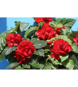 Бегония Double Red, горшок С1, 20-30 см