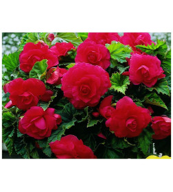 Бегония Double Red, горшок С1, 20-30 см