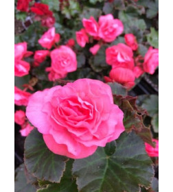 Бегония DOUBLE PINK, горшок С1, 30-50 см