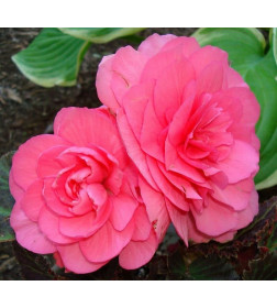 Бегония DOUBLE PINK, горшок С1, 30-50 см