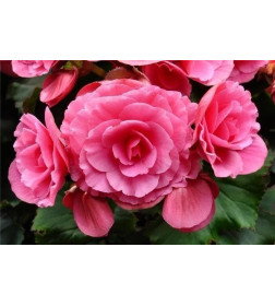 Бегония DOUBLE PINK, горшок С1, 30-50 см