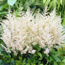 Астильба белая Сноу Стар Р9
