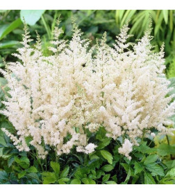 Астильба белая Сноу Стар Р9
