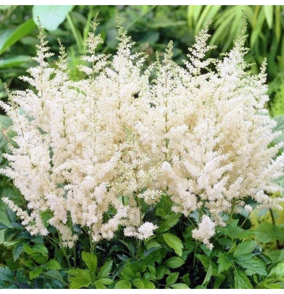 Астильба белая Сноу Стар Р9