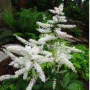 Астильба белая Сноу Стар Р9
