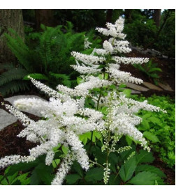 Астильба белая Сноу Стар Р9