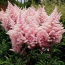 Астильба Арендса низкая розовая С1