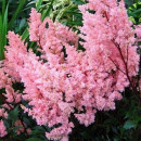 Астильба Арендса низкая розовая С1