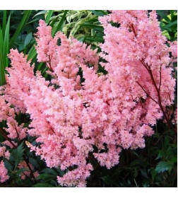 Астильба Арендса низкая розовая горшок С2