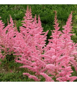 Астильба Арендса низкая розовая горшок С2