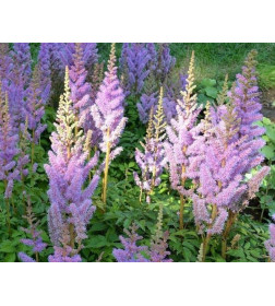 Астильба Pumila горшок С1