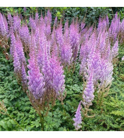 Астильба Pumila горшок С1