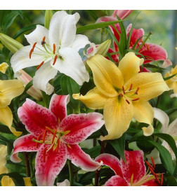 Лилия Oriental Mixed C1, 20-40 см
