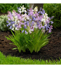 Сцилла Hispanica Mixed p9, 8-10 см