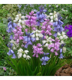 Сцилла Hispanica Mixed p9, 8-10 см