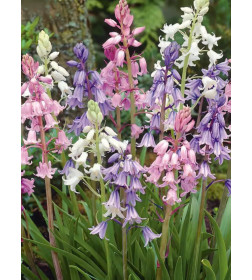 Сцилла Hispanica Mixed p9, 8-10 см